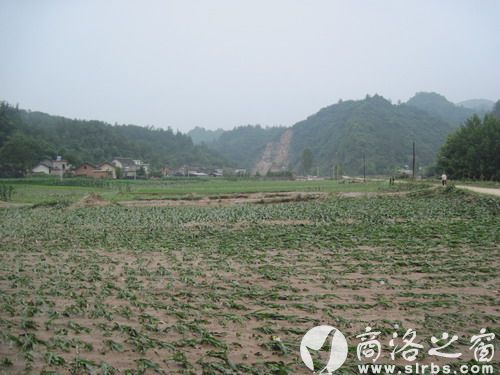 農(nóng)作物受災(zāi)920公頃，其中：絕收210公頃，水毀河堤72公里、耕地210公頃，灌渠24公里，自來水管線180公里。圖為趙