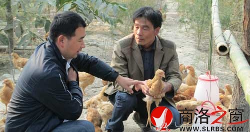 茹遠美（右）向副鎮(zhèn)長陳民生介紹養(yǎng)雞情況。