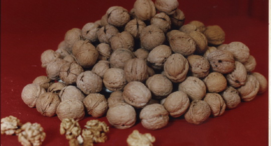 核桃成為新“名片” 商洛將舉辦第二屆核桃節(jié)