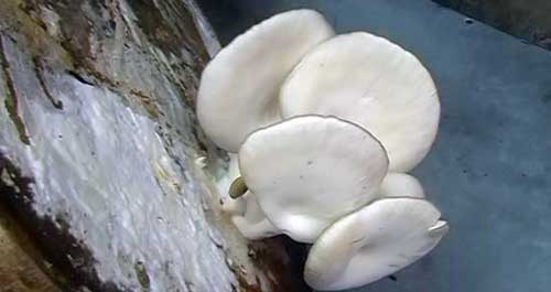 菜墩上長(zhǎng)出大蘑菇