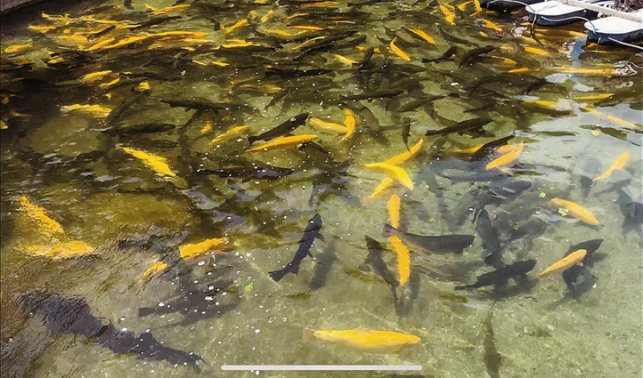 山陽(yáng)冷水魚(yú)產(chǎn)業(yè)園項(xiàng)目