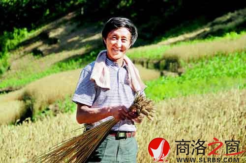 施慶壽來(lái)給親戚幫忙，他把麥穗編好后，用來(lái)捆麥子。