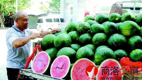 謝小榮把一車的西瓜整理好，準(zhǔn)備開業(yè)。