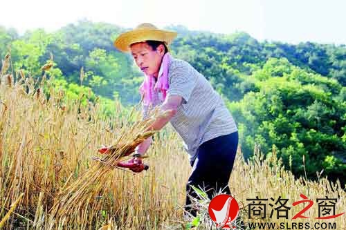 下午兩點(diǎn)多，一天中最熱的時(shí)候，趙順堂頂著太陽(yáng)在地里割麥子。