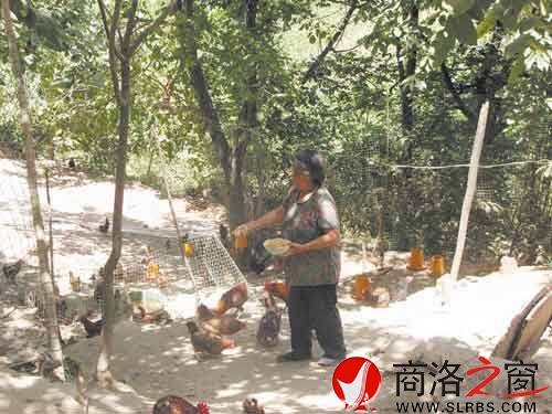 在新一輪扶貧開發(fā)中，我市不少農(nóng)戶都將林下養(yǎng)殖作為發(fā)展項目。